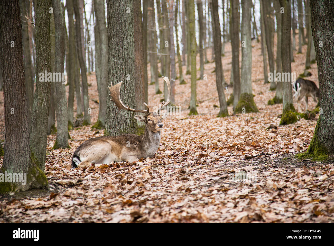 Europäischen Damwild, Dama Dama, Tschechische Republik, Europa, von Monika Hrdinova/Dembinsky Foto Assoc Stockfoto