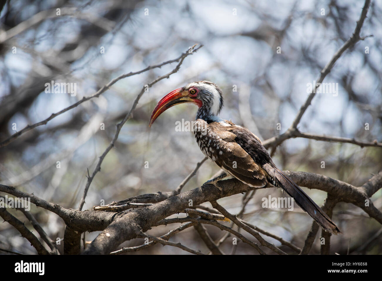 Damara Red-billed Hornbill, Tockus damarensis, Etosha National Park, Namibia, Afrika, von Monika Hrdinova/Dembinsky Foto Assoc Stockfoto