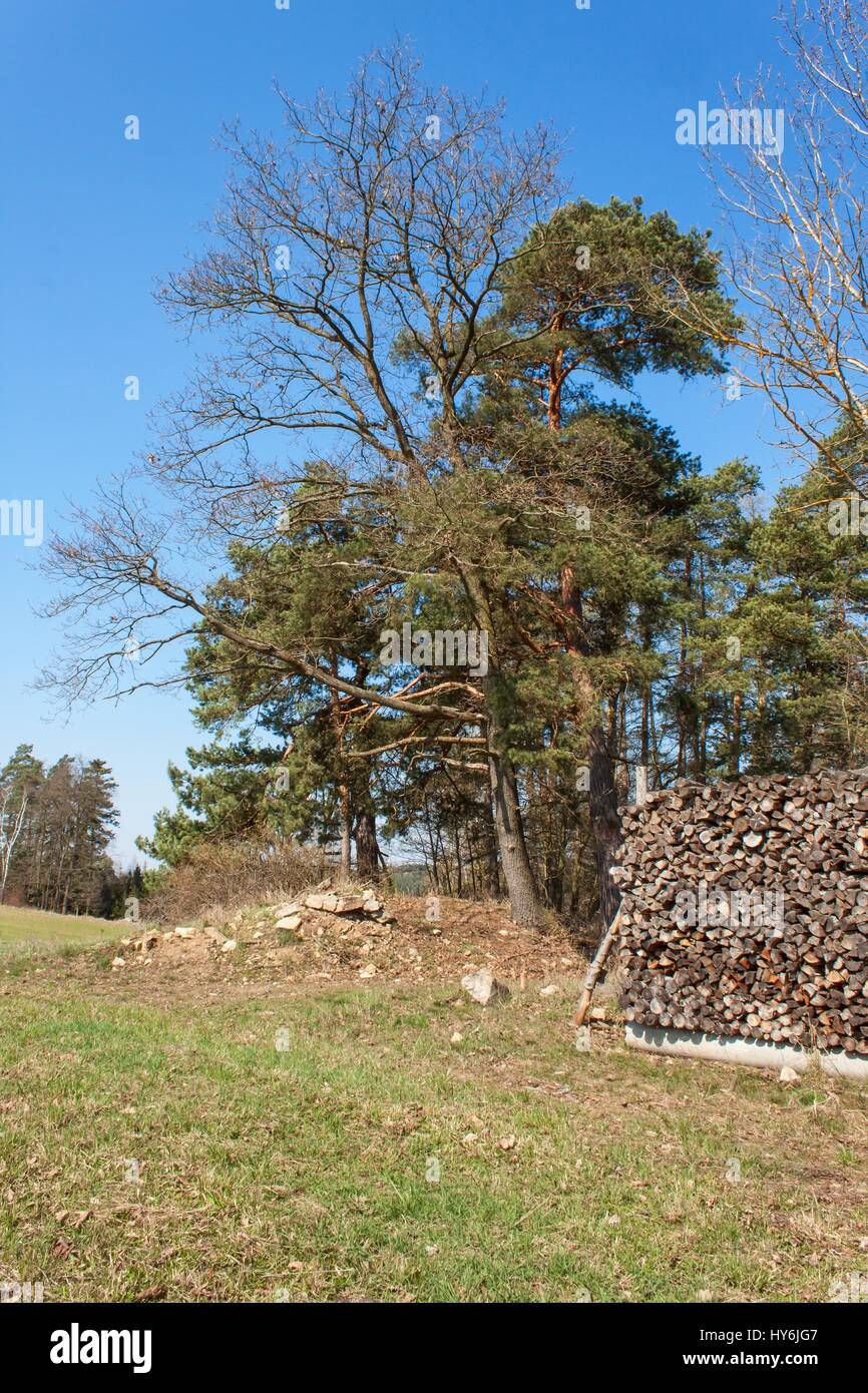 Holz für den Winter bereit. Ökologisches Heizen mit Holz. Arbeiten in der Forstwirtschaft Stockfoto