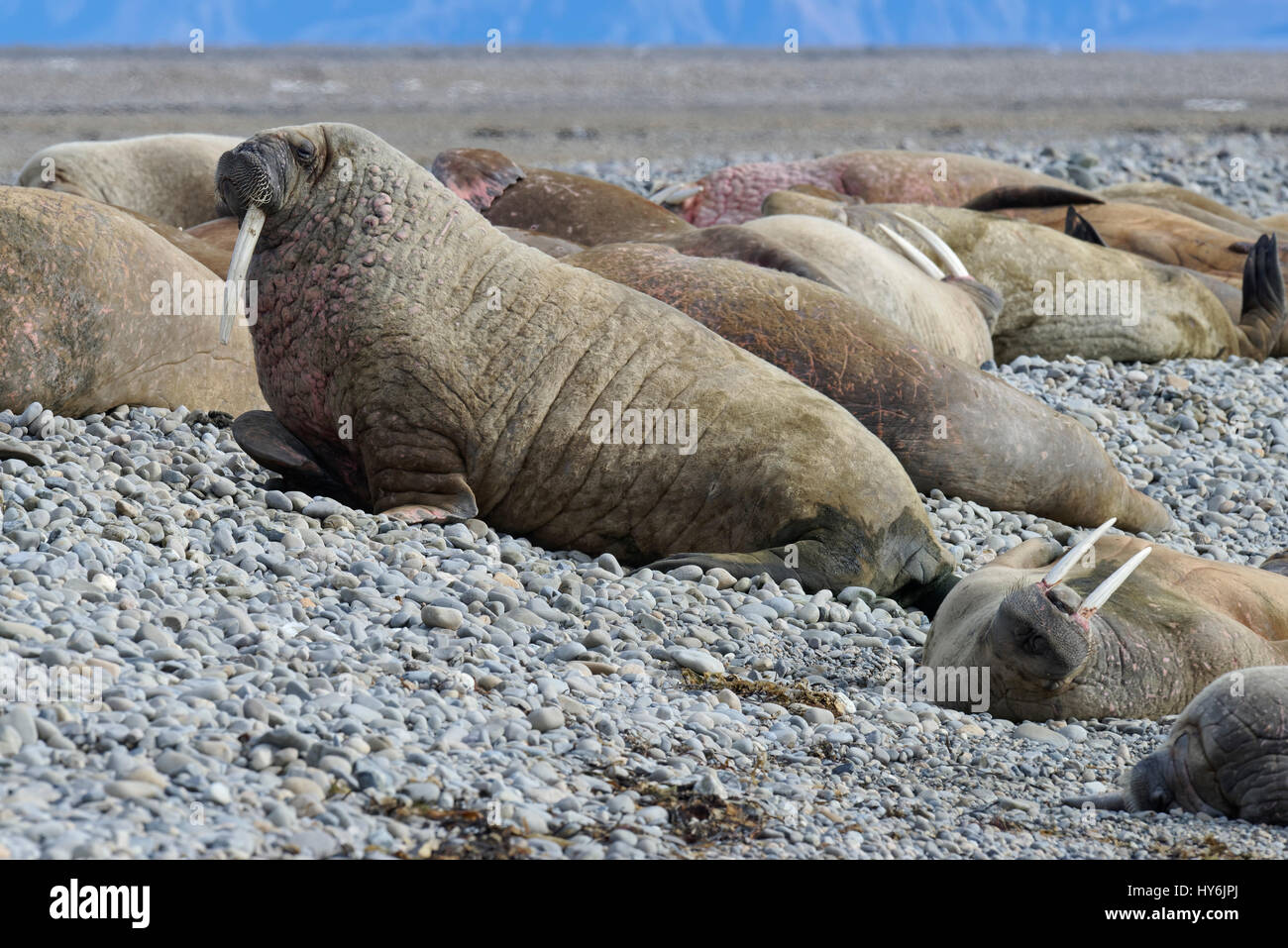 Gruppe von Walross (Odobenus Rosmarus) ruht auf Kiesstrand, Forlandsundet, Spitzbergen-Island, Spitzbergen, Norwegen, Stockfoto