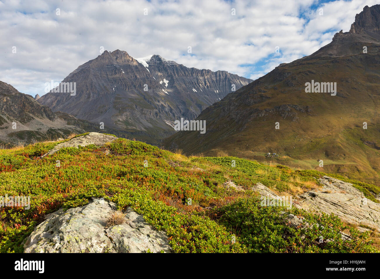 Alpine Heide. Berggipfel Grande Casse. Parc National de la Vanoise. Frankreich. Europa. Stockfoto