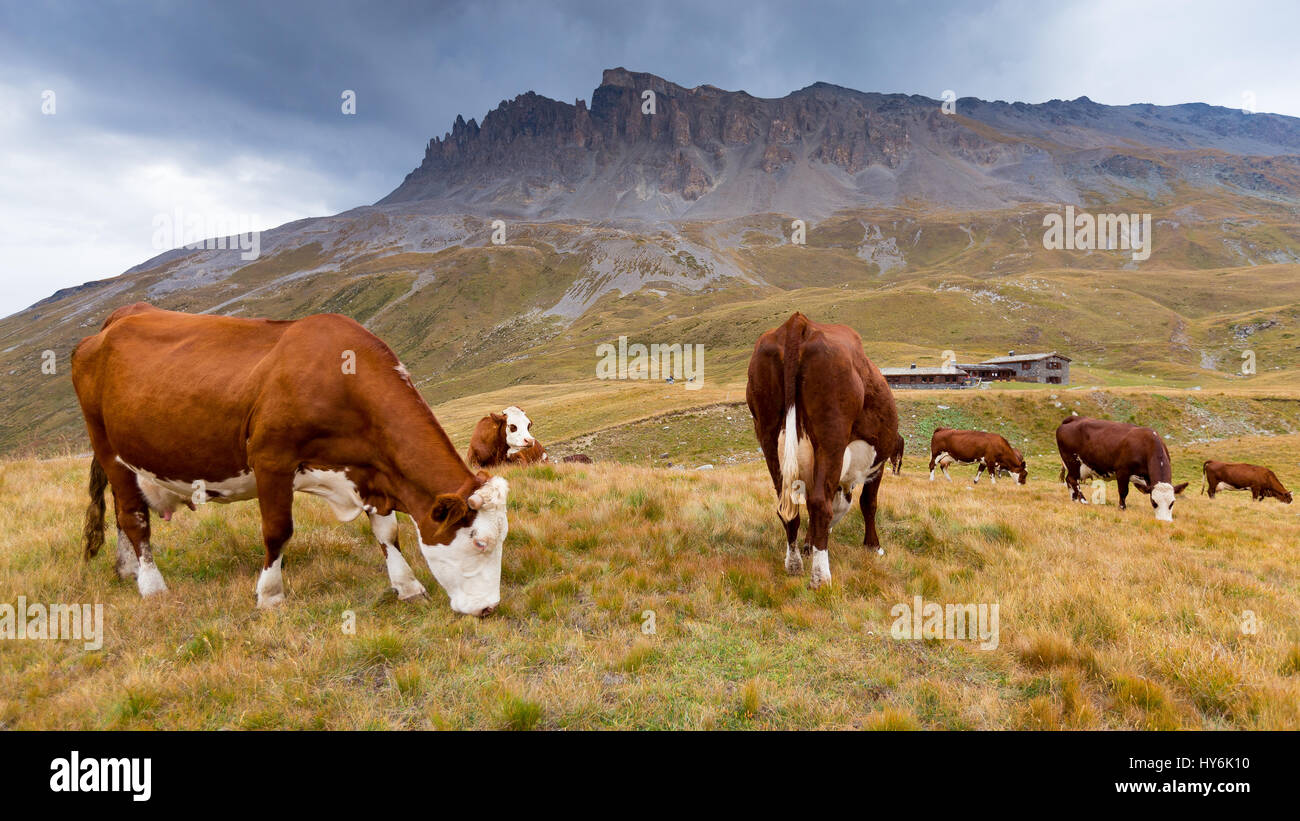 Weidende Kühe am Plan du Lac. Almwiese und Hütte. Parc National de la Vanoise. Frankreich. Europa. Stockfoto