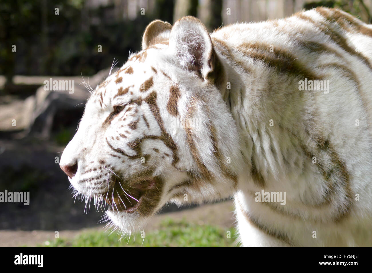 Blick von einem weißen Tiger in einem tierischen Park Frankreich Stockfoto