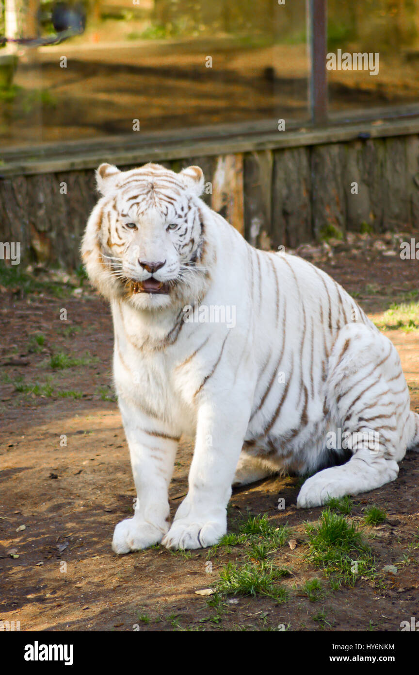 Blick von einem weißen Tiger in einem tierischen Park Frankreich Stockfoto