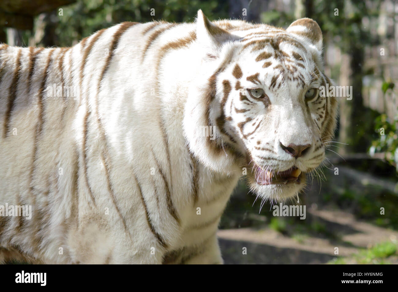 Blick von einem weißen Tiger in einem tierischen Park Frankreich Stockfoto