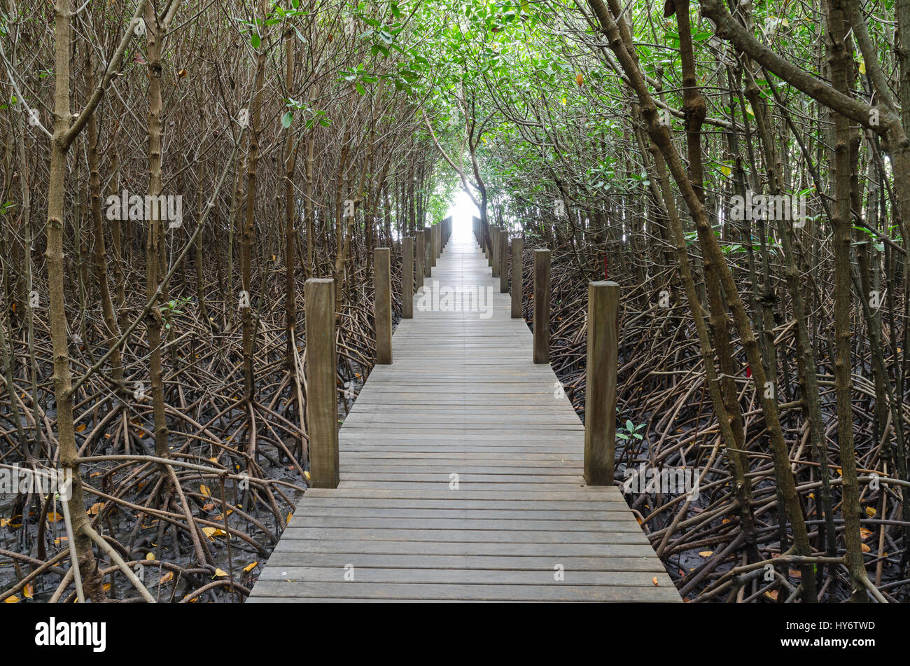 Licht am Ende des Gehweg im Mangrovenwald, Chanthaburi thailand Stockfoto