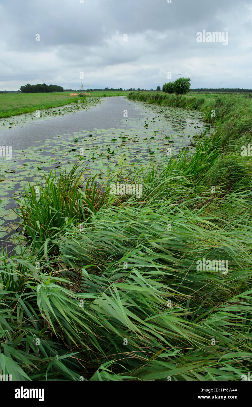Gemeinsamen Schilf im Wind in einer niederländischen Polder-Landschaft in der Nähe von Nieuwkoopse Plassen bewegen Stockfoto