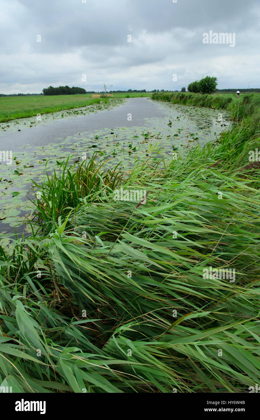 Gemeinsamen Schilf im Wind in einer niederländischen Polder-Landschaft in der Nähe von Nieuwkoopse Plassen bewegen Stockfoto