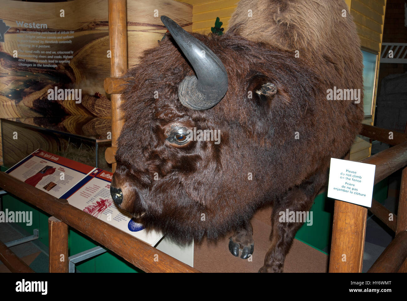 Amerikanische Bisons (Bison Bison), gefüllte Reisen Manitoba Visitor Information Centre in The Forks, Winnipeg, Manitoba, Kanada Stockfoto