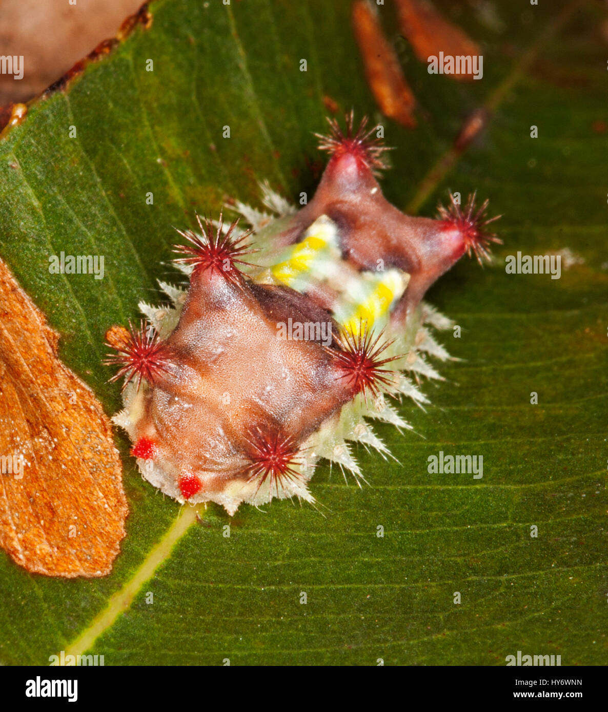Ungewöhnliche und bunte Raupe des australischen fleckige Tasse Motte Doratifera Vulnerans, mit roten Stacheln auf grünes Blatt deutlich sichtbar zu stechenden Stockfoto