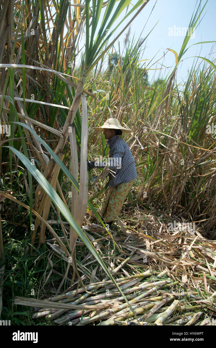 Myanmar (Burma). Inle-See. Frauen auf dem Bauernhof Arbeiter Ernte von Zuckerrohr. Stockfoto