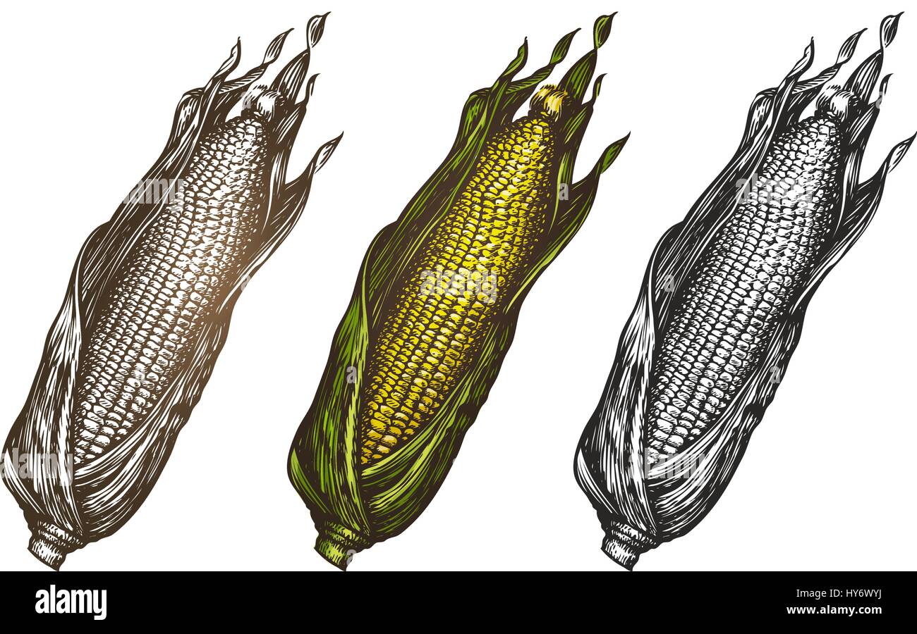 Handgezeichnete Mais. Essen-Skizze. Vektor-illustration Stock Vektor