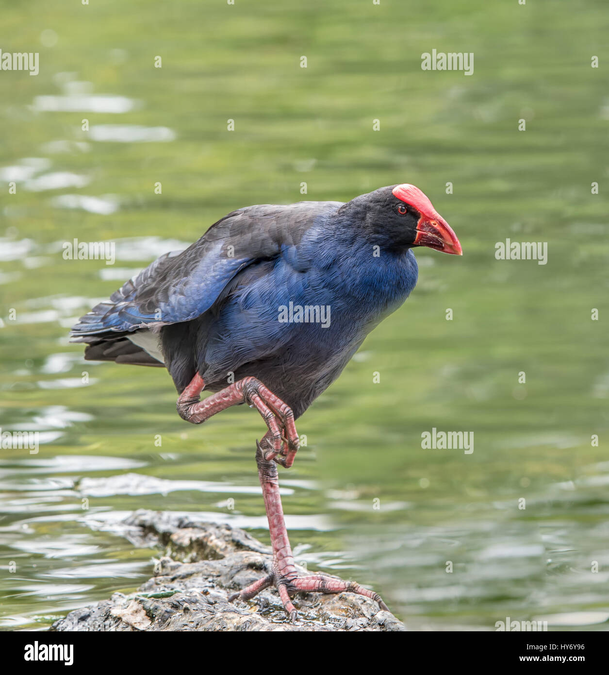 New Zealand Pukeko Vogel stehen auf Felsen Stockfoto