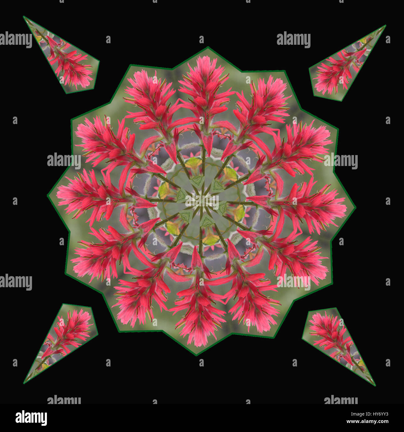 Ein Kaleidoskop, das aus der Blüte der Wildblume Giant Red Paintbrush oder Indian Paintbrush entsteht Stockfoto