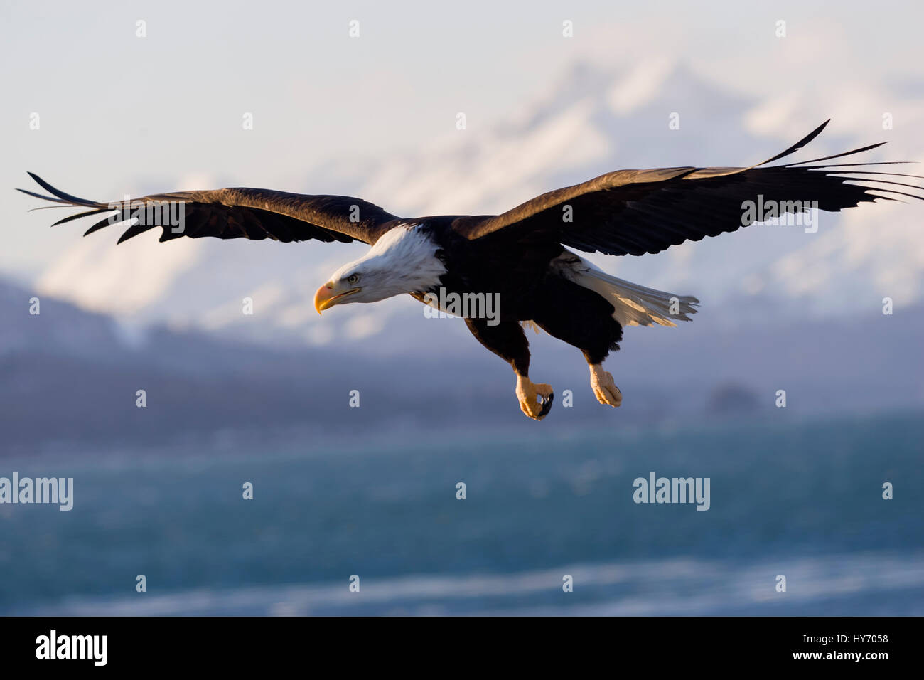 Weißkopf-Seeadler (Haliaeetus Leucocephalus) Reife Weißkopf-Seeadler fliegen über den Strand, Homer Spit, Homer, AK Stockfoto