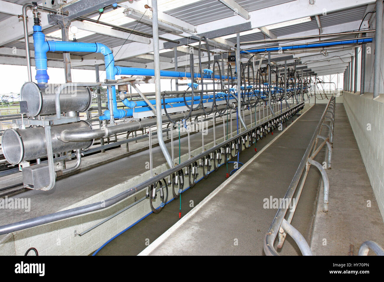 New Zealand Fischgräten Melken vergossen Stockfoto