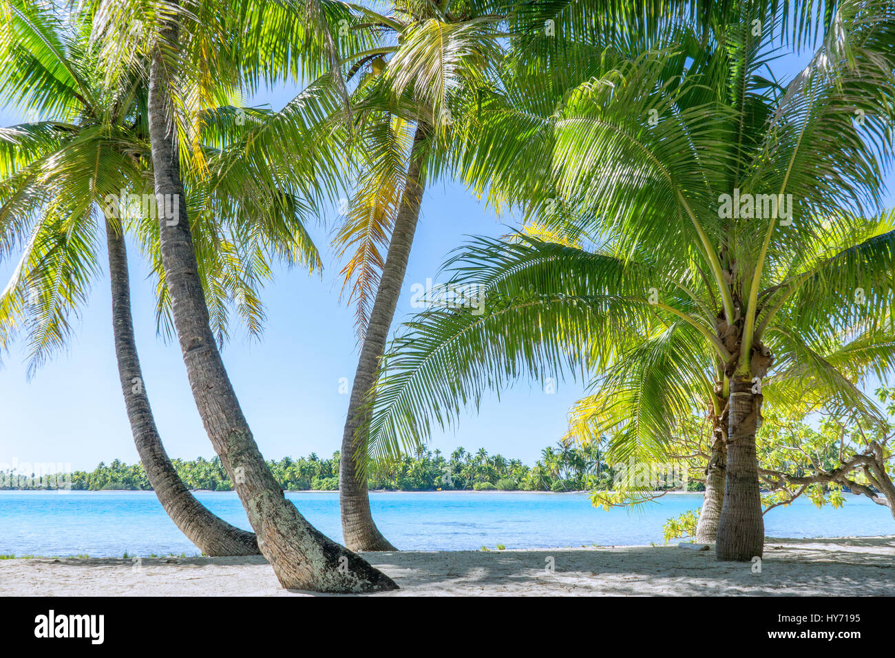 Blick auf das Meer durch Palmen auf Moorea Insel in Französisch-Polynesien Stockfoto