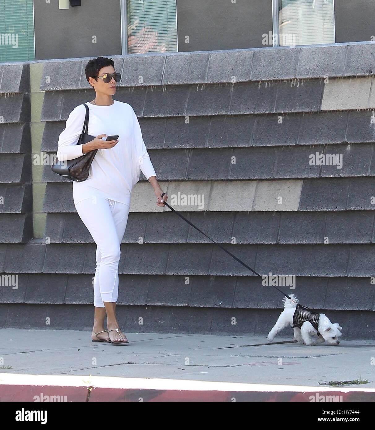 Der Weiße Hund Von Beverly Hills Online Sehen Der weisse hund von beverly hills -Fotos und -Bildmaterial in hoher