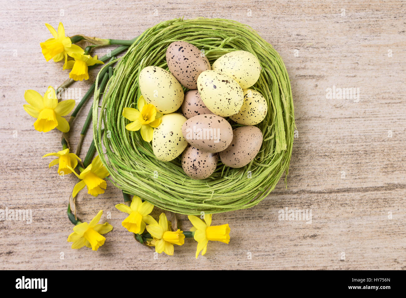 Frühlingsblumen mit Ostereiern im grünen Stroh nisten auf braunem Hintergrund Stockfoto