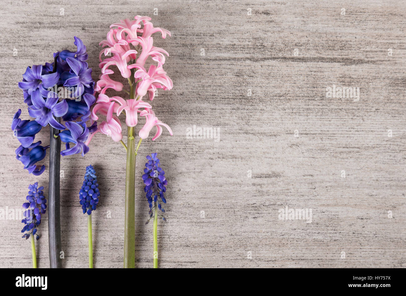 Minimalistische Blumen auf hellgrauen Hintergrund. Einfachen einfachen Hintergrund, Textfreiraum Stockfoto