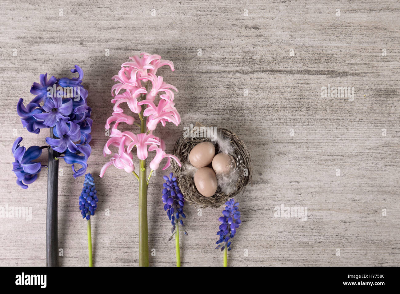 Ostern einfachen Hintergrund mit Hyazinthenblumen auf grauem Stein. Textfreiraum Stockfoto