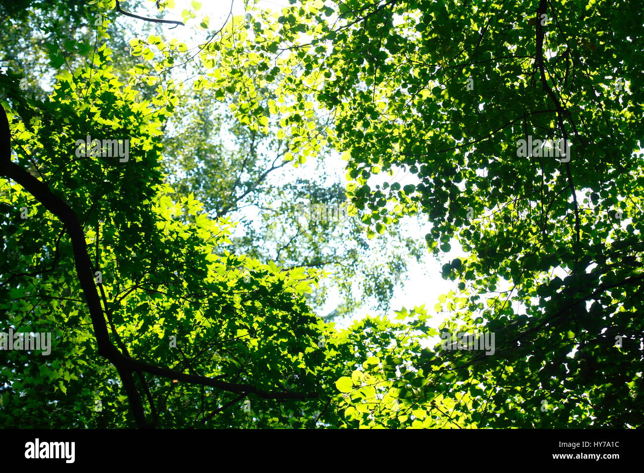 EIHI Glitzer-Stern Für Baumspitze - 20cm Goldener Weihnachtsbaumschmuck