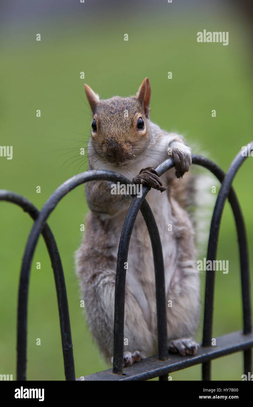 Graue Eichhörnchen Sciurus Carolinensis, alleinstehende Erwachsene stehen am Zaun mit dreckiges Gesicht und Pfoten. Regents Park, London, UK. Stockfoto