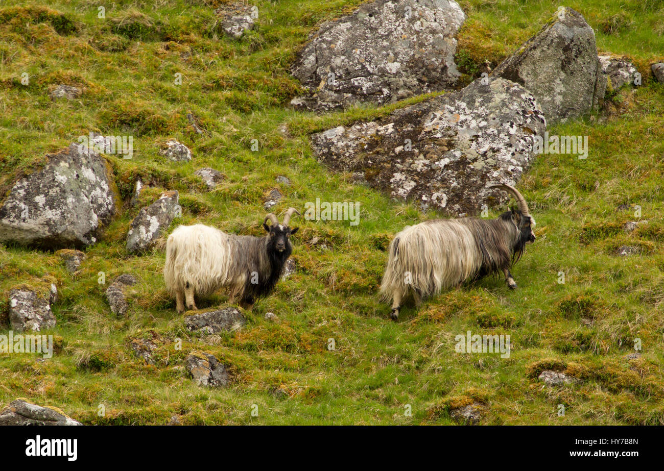 Verwilderte Ziegen, zwei Erwachsene gehen und stehen am Hang. Juni getroffen. Findhorn-Tal, Nr Tomatin, Schottland, Großbritannien. Stockfoto