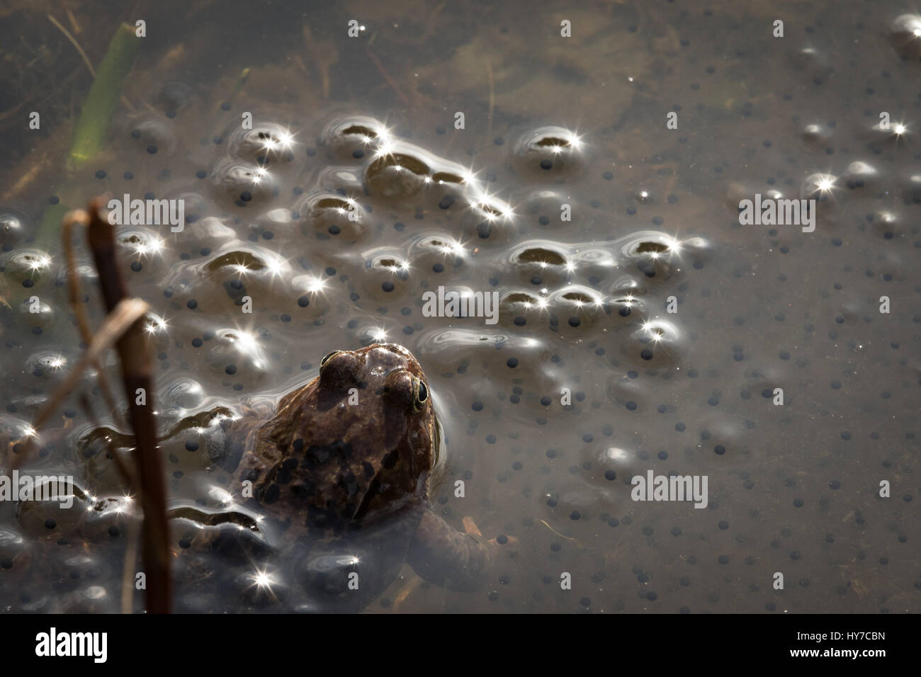 Europäische braune Grasfrosch, Rana Temporaria, Männlich, wacht über den Eiern, Baneheia Kristiansand Norwegen Stockfoto