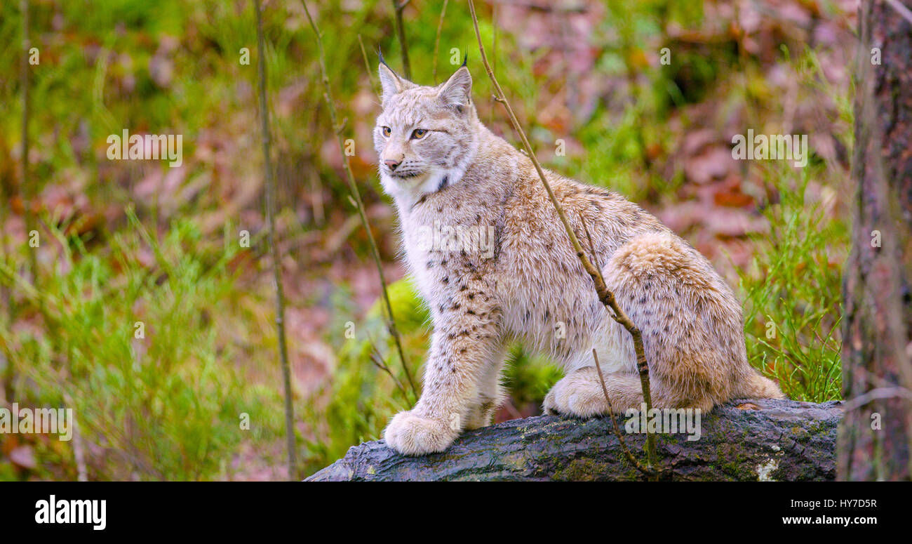 Europäische Luchs sitzt in den herbstlichen Wald Stockfoto