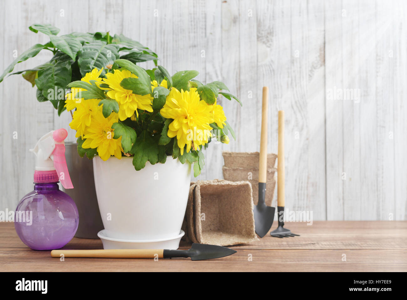 Gartengeräte, Kunststoff-Sprühflasche, Pflanzen und Boden auf Vintage Holz-Hintergrund mit Freitext-Raum Stockfoto