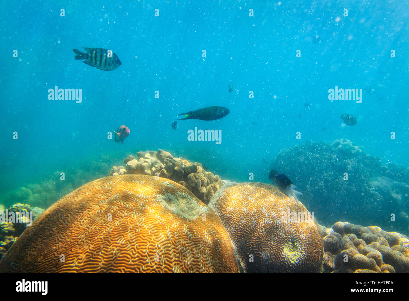 Tropischen exotischen gestreiften Fischen im Korallenmeer des Great Barrier Reef Australien in Sonnenstrahlen über bunte Korallen bewegen. Stockfoto