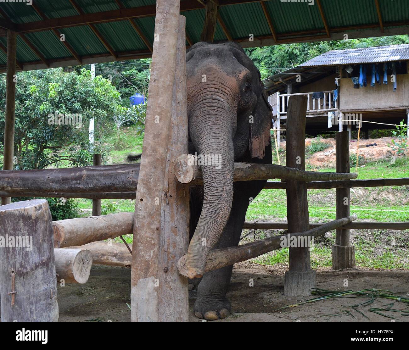 Ältere asiatische Elefant in ein Heiligtum Stockfoto