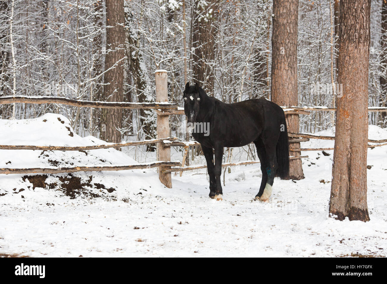Die schwarzen Pferde im winter Stockfoto