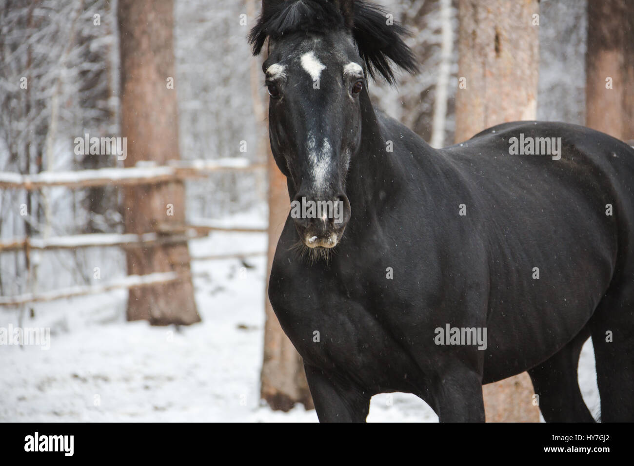 Das Pferd in der ranch Stockfoto