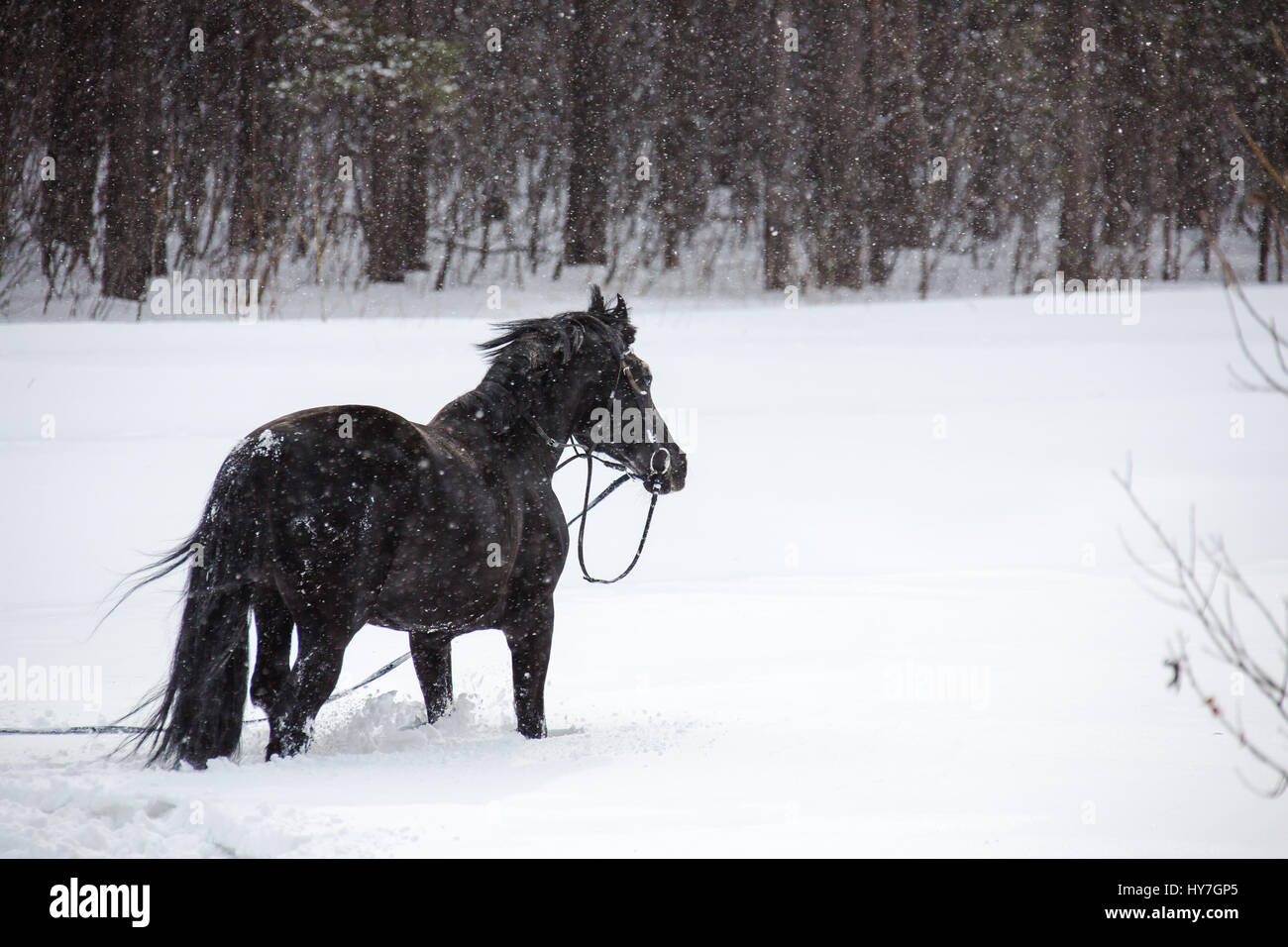 Das Pferd Wandern im Winterwald Stockfoto