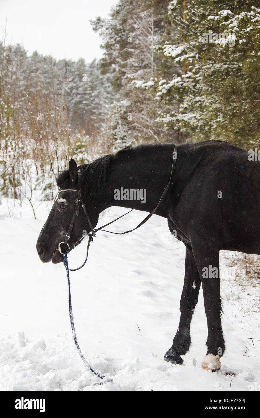 Ein Pferd im Winterwald Stockfoto