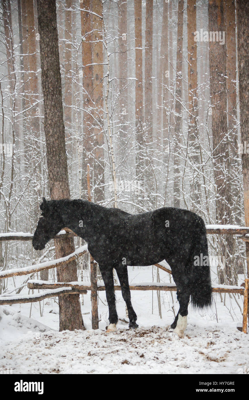 Ein Pferd auf der Wiese winter Stockfoto
