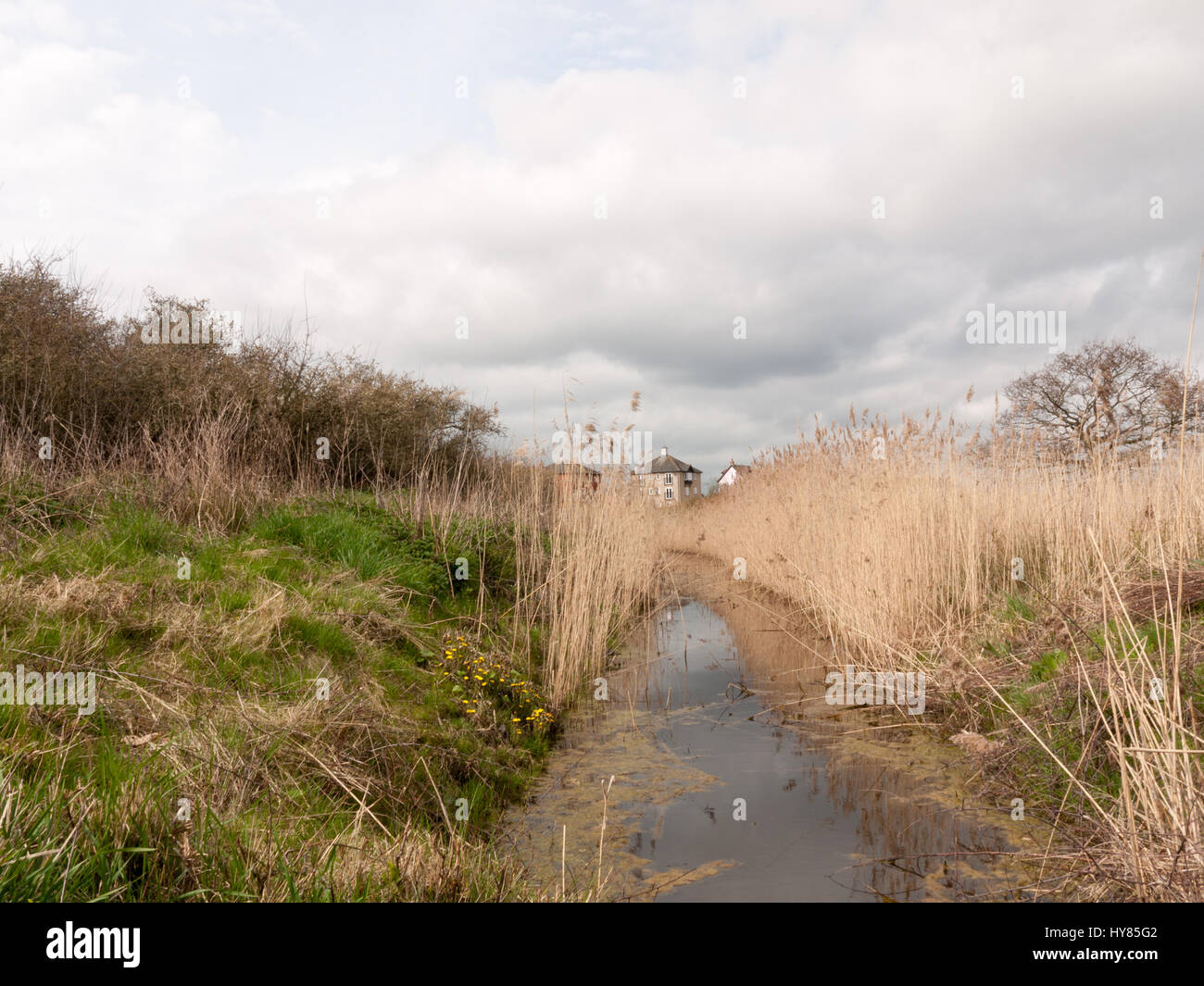 Haus, Schilf, Flussbett mit Blättern und fliegen Stockfoto