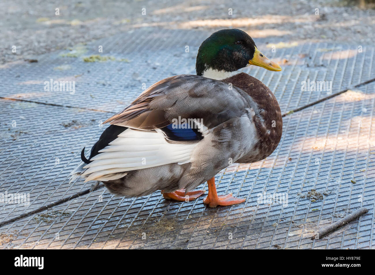 Stockente, Wilkd Ente, in einem Park. ANADE Real o Azulón. Stockfoto