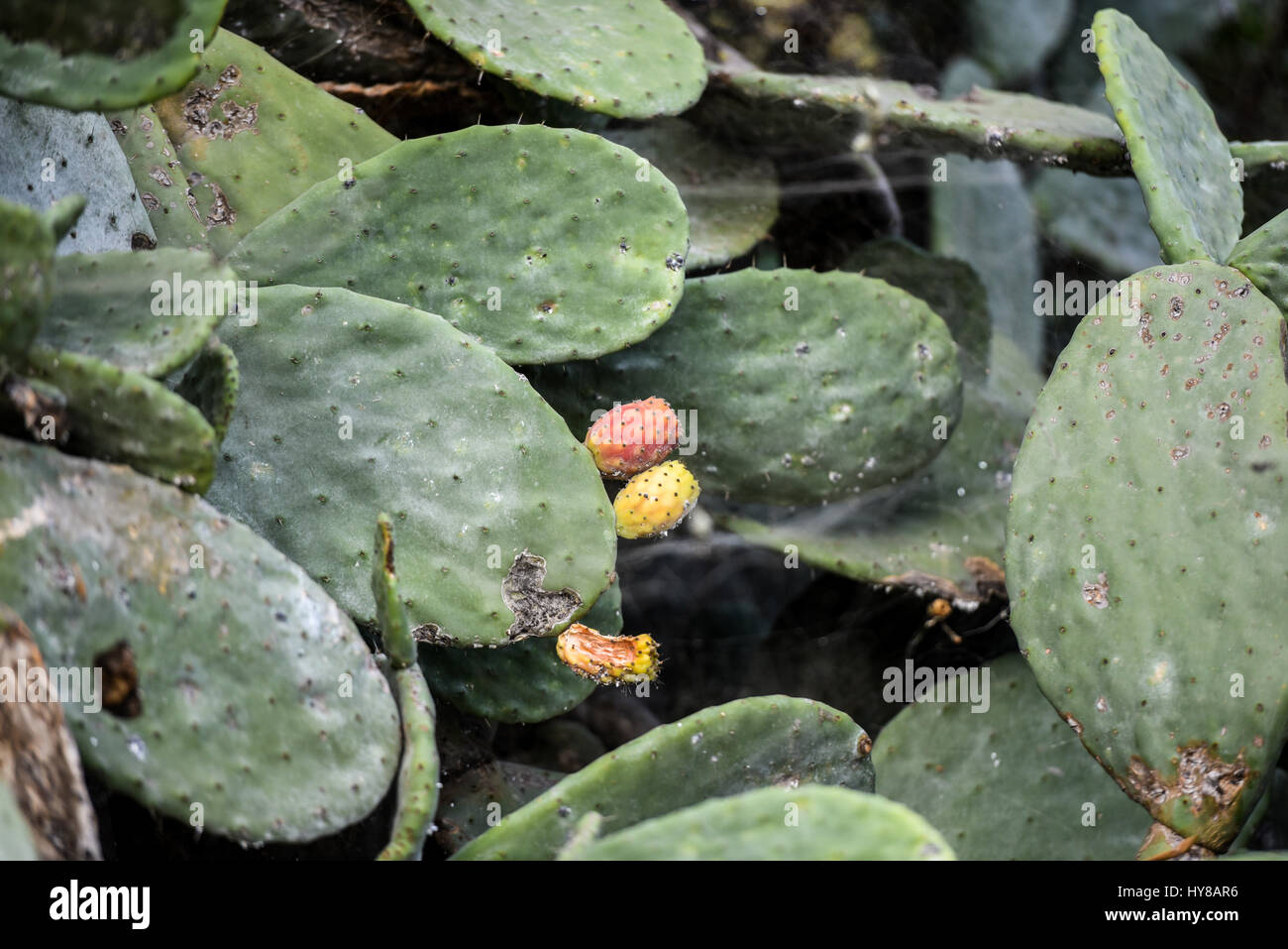 Nahaufnahme verletzt Kaktus Stockfoto