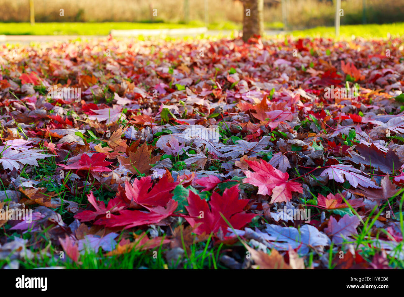 Nahaufnahme Blätter im Herbst auf Gras Stockfoto