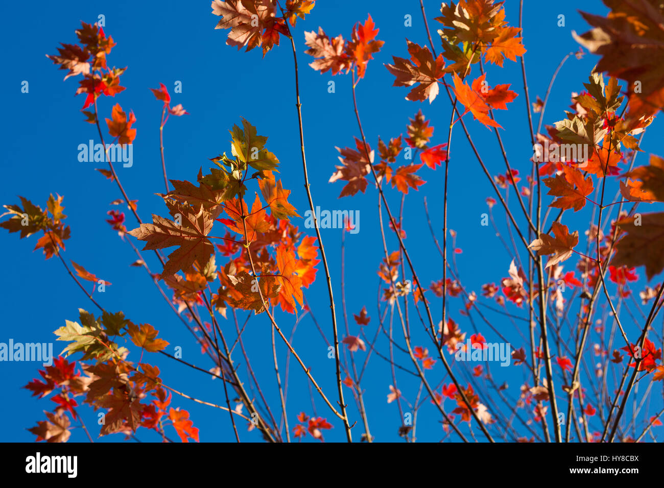 Nahaufnahme der Blätter am Baum im Herbst Stockfoto