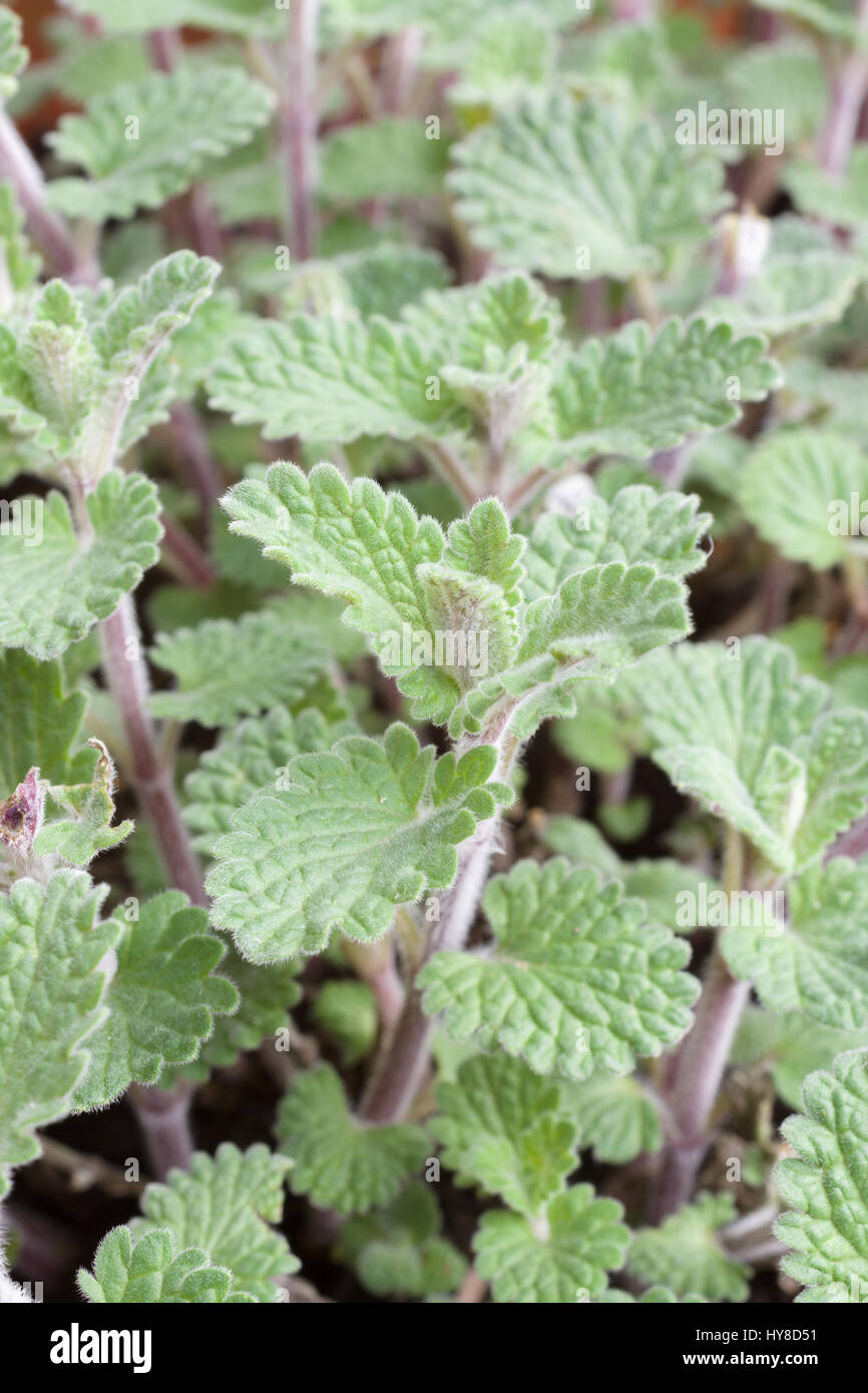 Katzenminze oder Nepeta Faassenii eine krautige Staude, die in der Regel die Nepetalactone in der Pflanze enthaltenen in temporäre Euphorie bei Katzen Ergebnisse Stockfoto