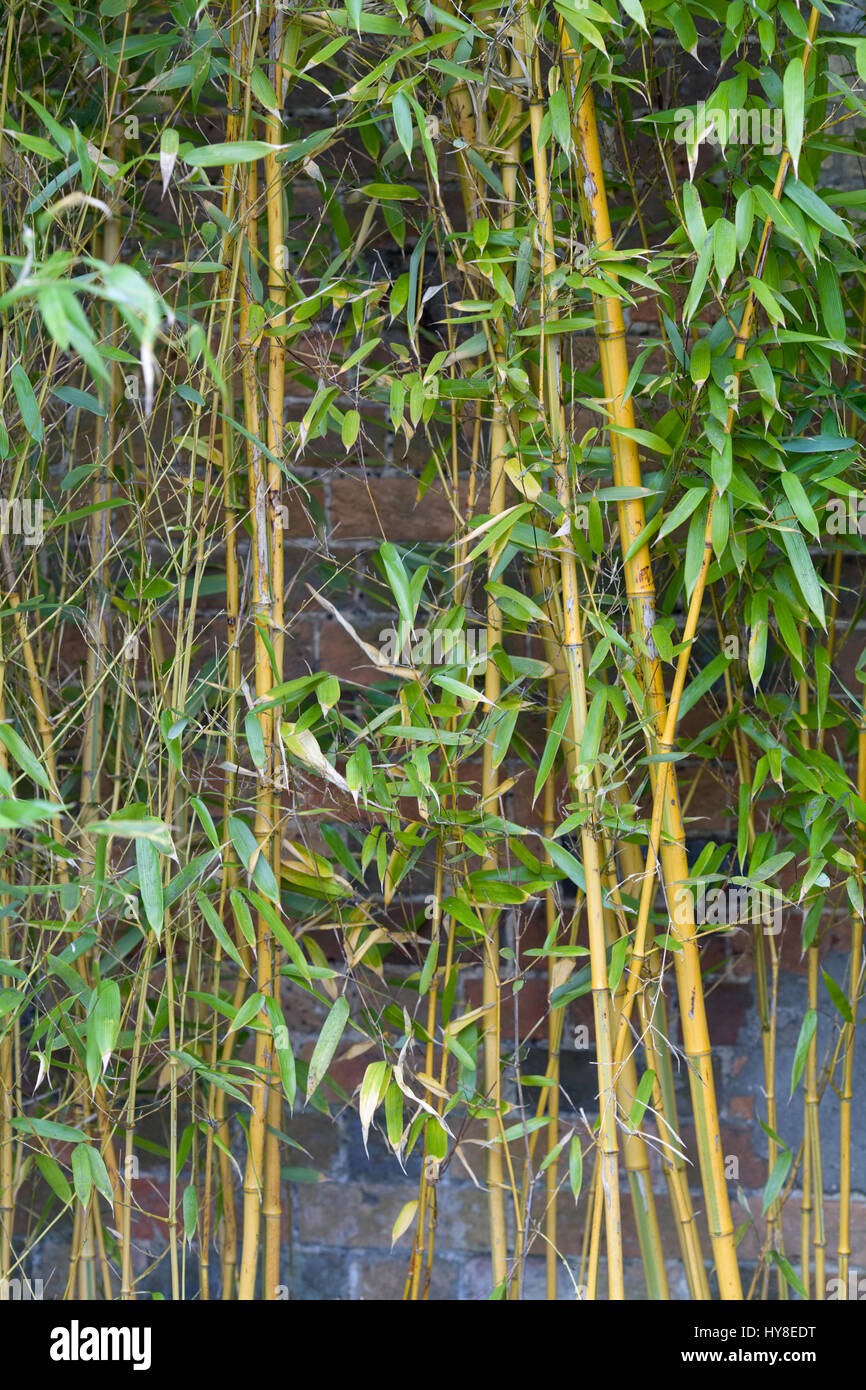 Gelbe nut bambus bltter -Fotos und -Bildmaterial in hoher Auflsung  Alamy