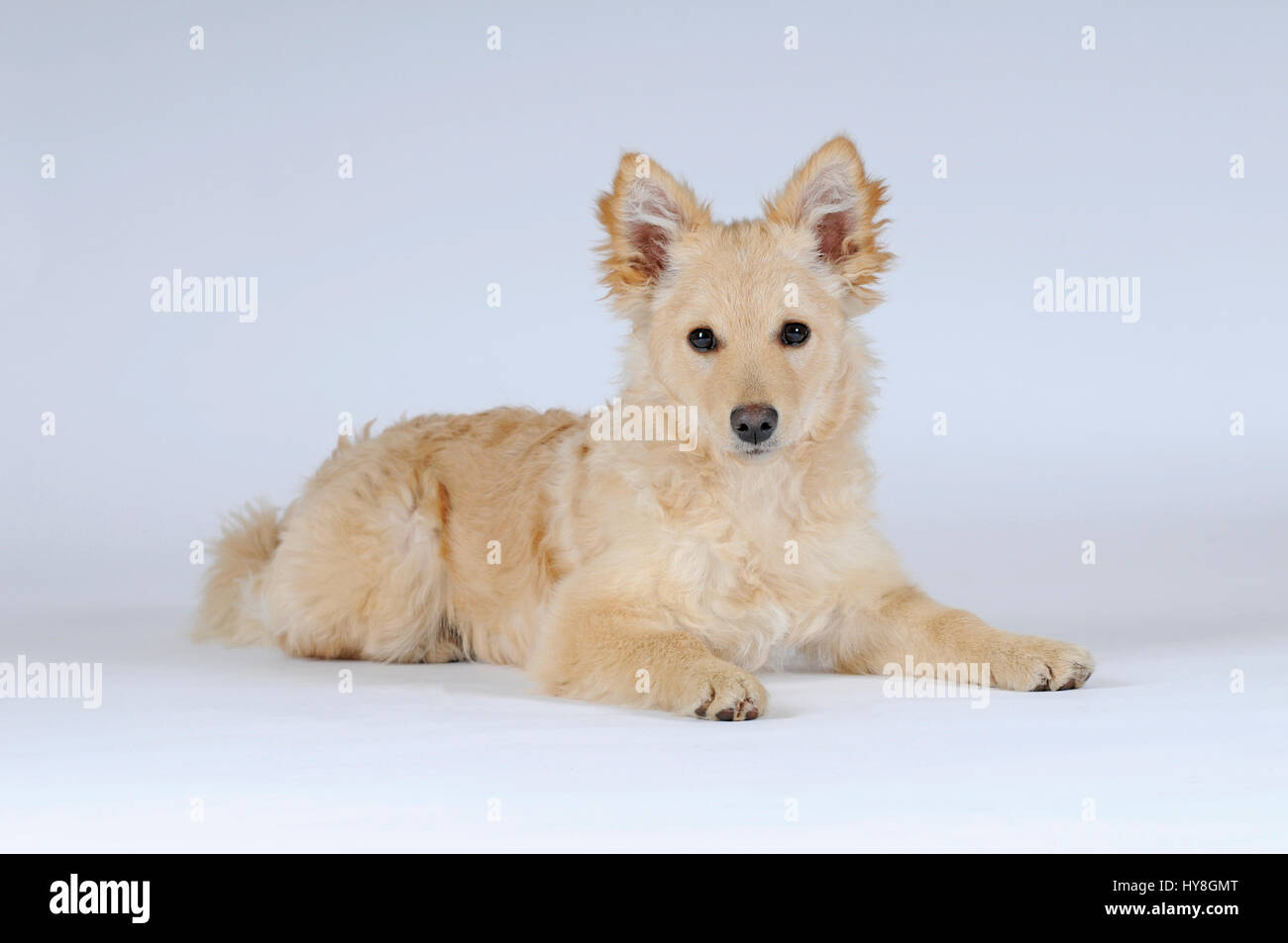 Mudi, junge weibliche, Farbe Fakó, liegend Stockfoto
