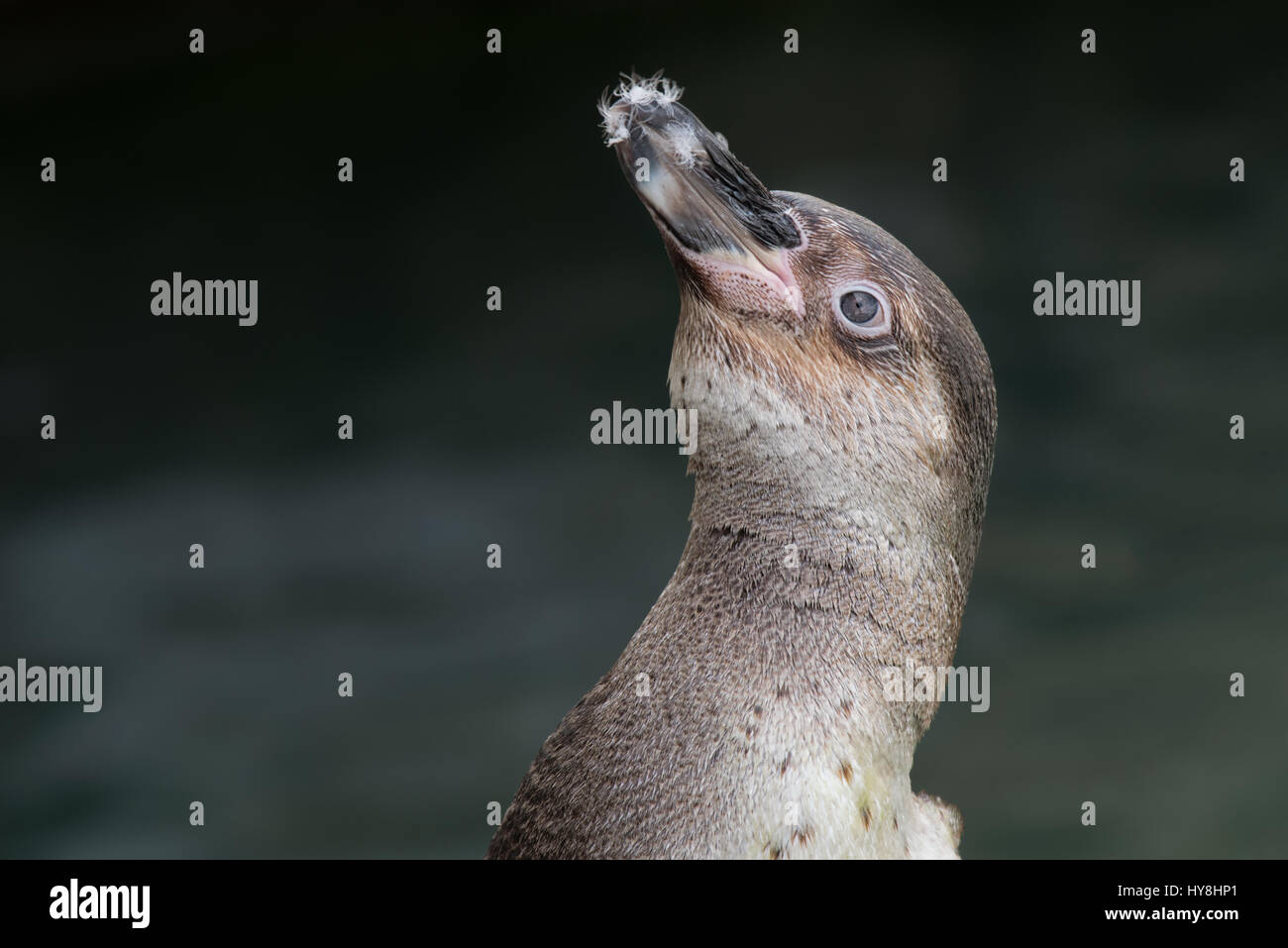 Ganz in der Nähe Porträt ein Humboldt-Pinguin mit Federn am Schnabel nach oben Stockfoto