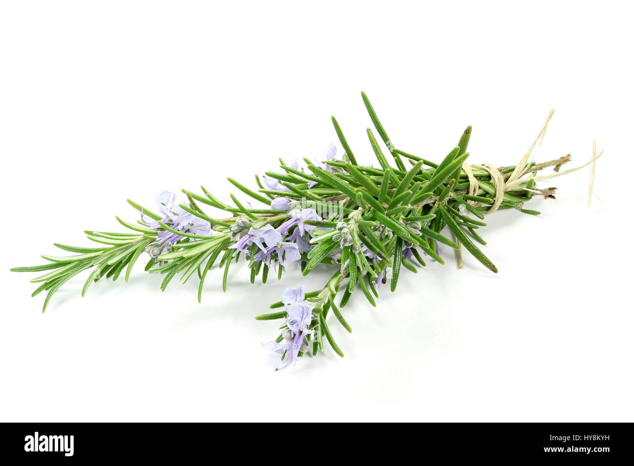 Haufen frischer Rosmarin isoliert auf weißem Hintergrund Stockfoto