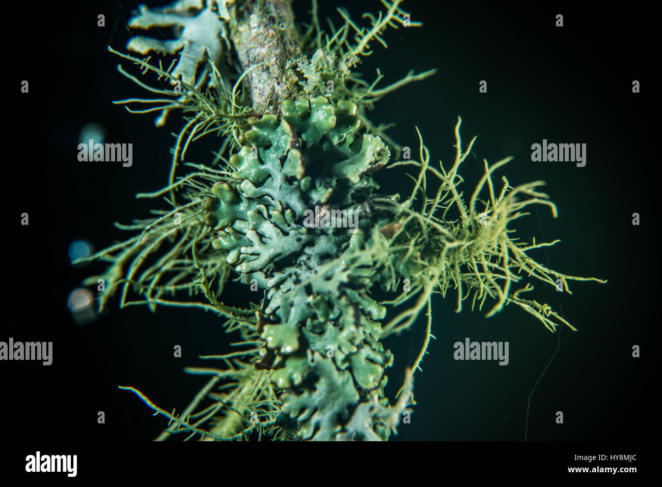 Flechten Stockfoto