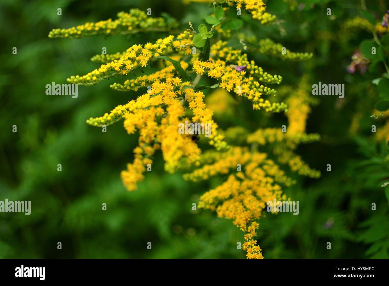 Goldene Wildblumen in Georgien Stockfoto